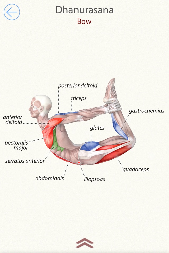 3D Yoga Anatomy screenshot 2