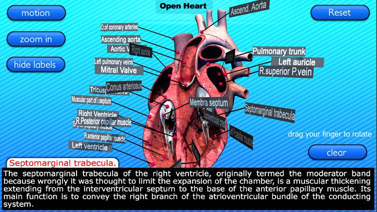 Open Heart Motion