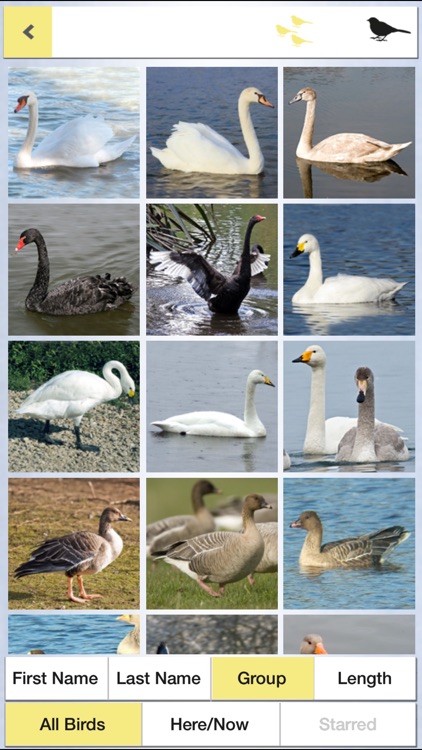 Birds of Britain Pocket Guide