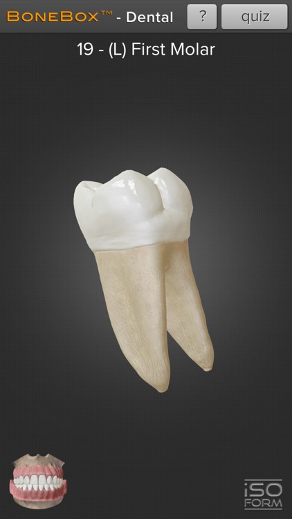 BoneBox™ - Dental Lite