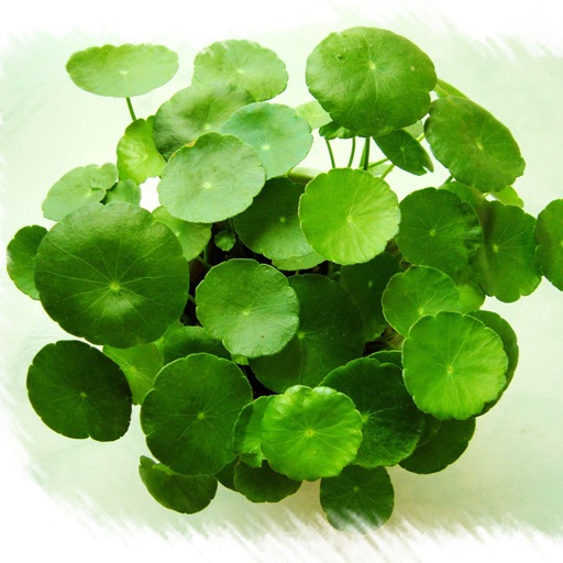 Foliage Plants