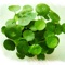 “Foliage Plants” has the most comprehensive species of foliage plants