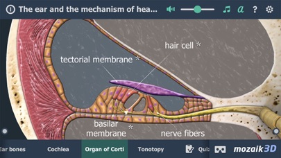 The mechanism of hearing 3D screenshot 4