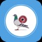 Discover awesome app for racing Pigeon Sport