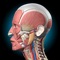 Visible Anatomy is a 3D Anatomy Explorer that makes learning the Human Anatomy Simple & Intuitive