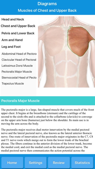 Muscle System Anatomy screenshot 2