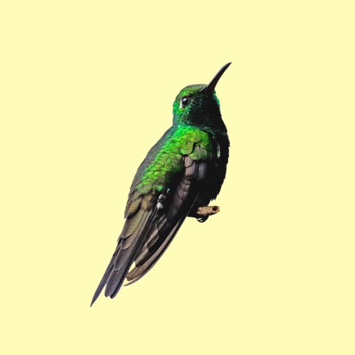 My Hummingbird Stickers