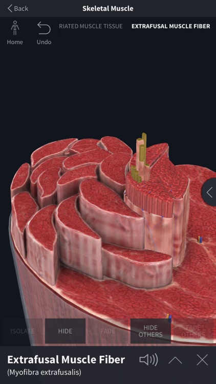 Complete Anatomy 19 for iPhone