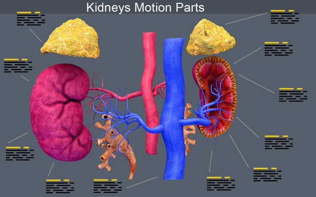 Kidney Motion(圖1)-速報App