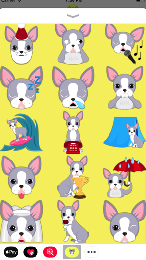 Blue Boston Terrier(圖5)-速報App