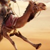 Desert Camel Race 2018
