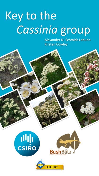 Key to the Cassinia group