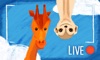 Virry game: Learn wild animals