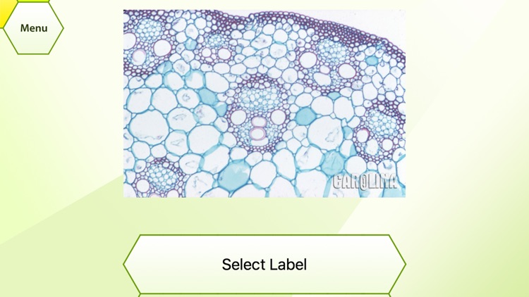 Lab histology quiz image