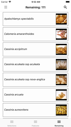 Key to the Cassinia group(圖3)-速報App