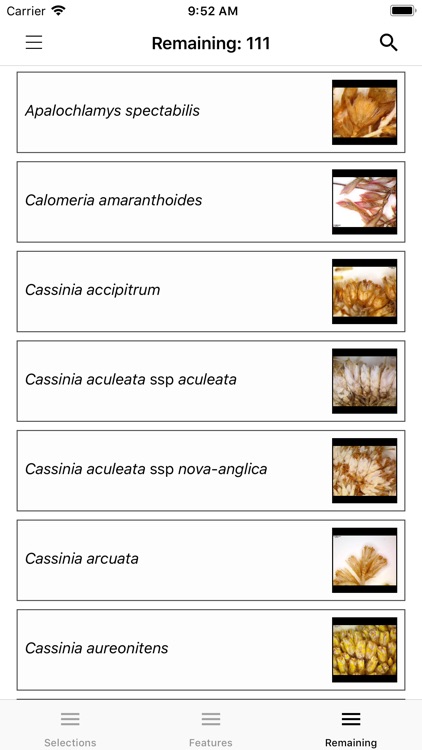 Key to the Cassinia group