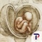 Explore all of Leonardo’s human anatomy drawings with Leonardo da Vinci: Anatomy