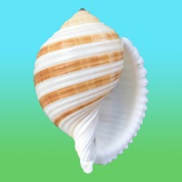 Shells! sur PC