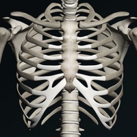 Bones Menschen 3D (Anatomie) apk