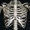 It gives information about the anatomy of the human skeleton