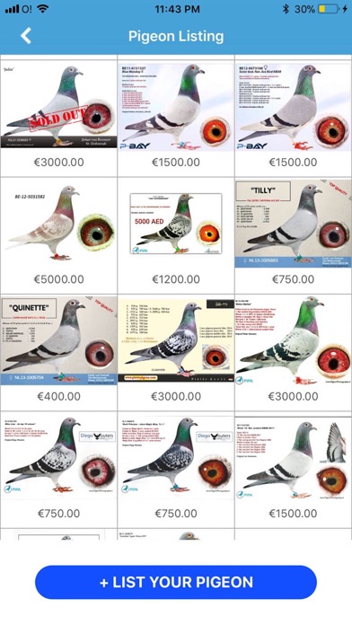 Pigeon Market screenshot 2