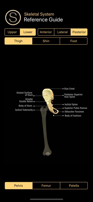 Human Skeleton Reference Guide(圖5)-速報App