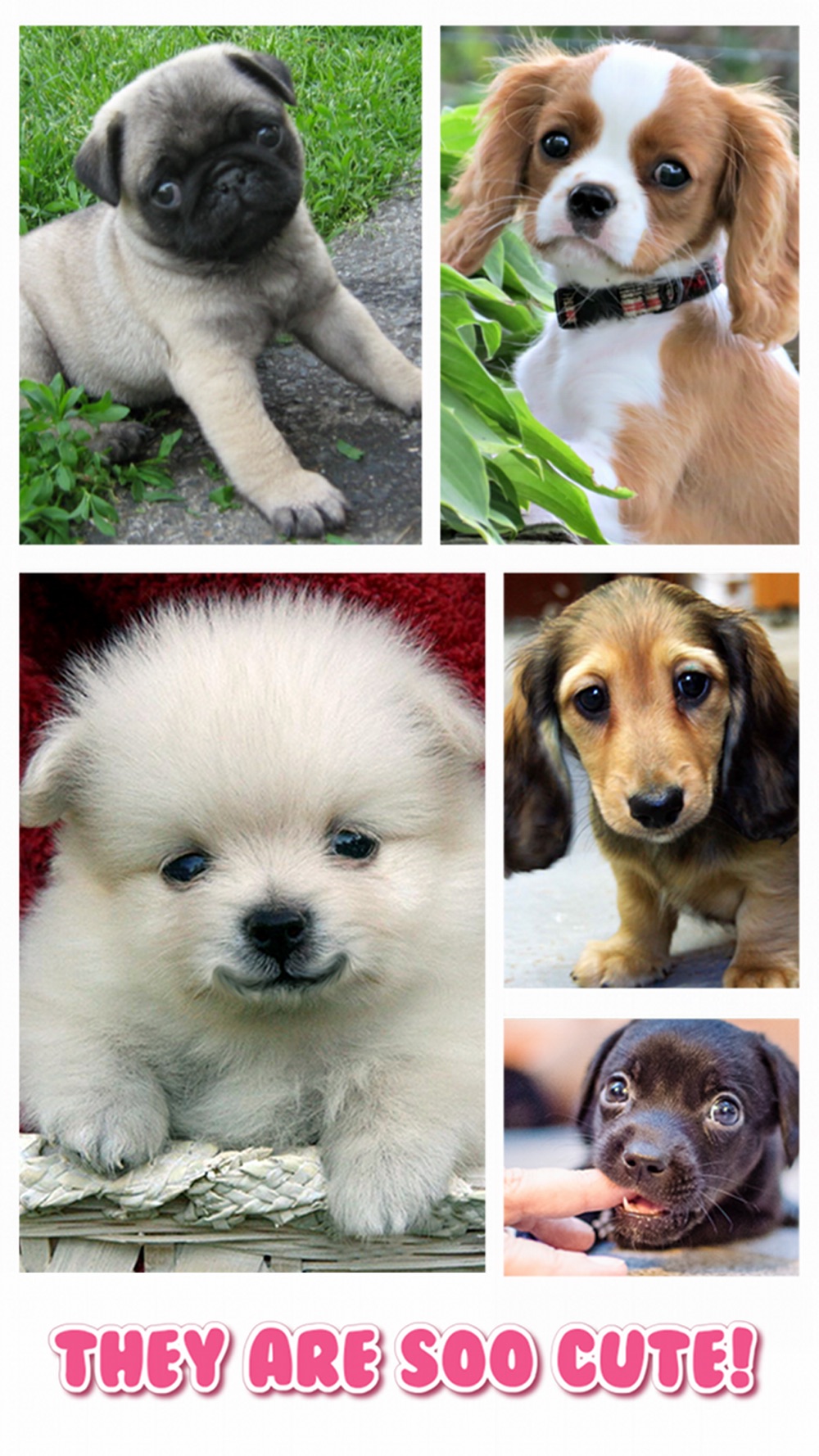Cute Puppy Jigsaw Puzzle Games hack tool
