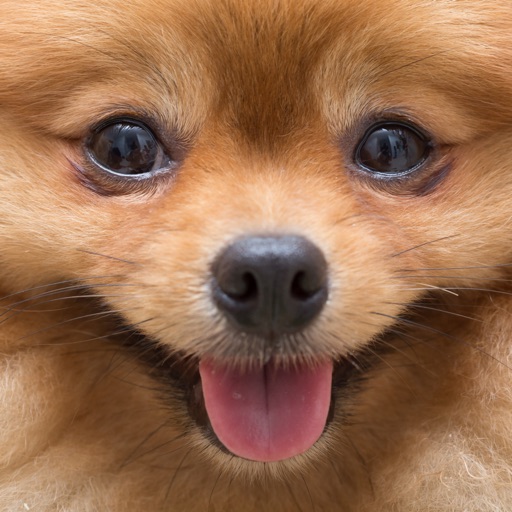 Wag.