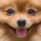 Every dog owner has struggled to snap a cute picture of their dog