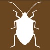 Midwest Stink Bug