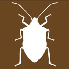 Midwest Stink Bug
