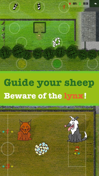 Sheep dog Championship FULL