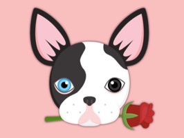 Send your friends cute Animated Splash Boston Terrier emojis with this brand new sticker pack for iMessage