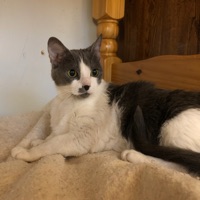 Junie the Cat pour PC
