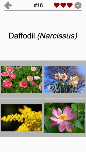 Flowers Quiz: Beautiful Plants(圖2)-速報App