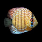 Top 40 Entertainment Apps Like Live Fish - Live Wallpapers for Fish with Black BG - Best Alternatives