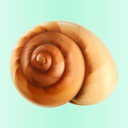 Sea Shell Life Stickers