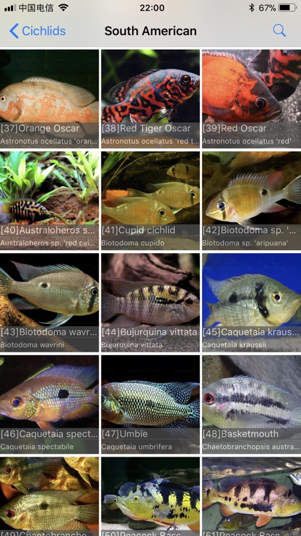 Cichlid screenshot-3