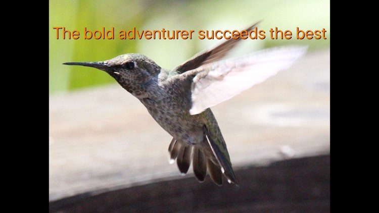 Hummingbird Moments screenshot-4
