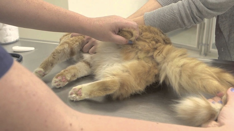 Cat Health screenshot-4