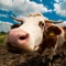 MOOOO