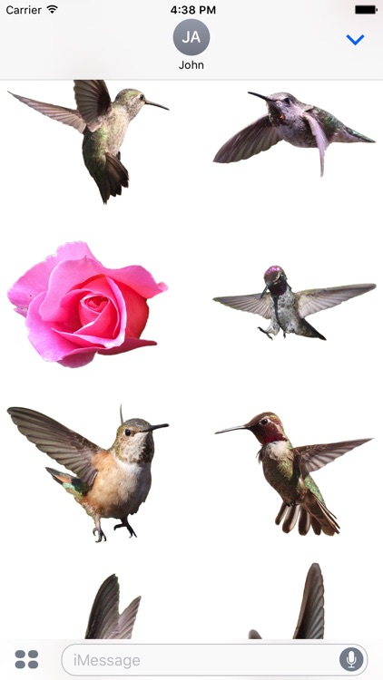 Hummingbirds - Large (Retina)