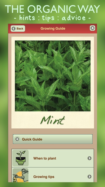 Grow Your Own Organic Herbs