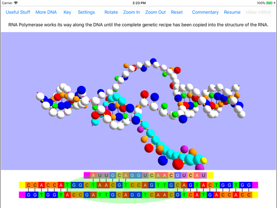 OnScreen Gene Transcription Screenshots