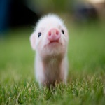 PPpig Sticker