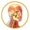 Miniatlas Anatomy is the perfect pocket tool for physicians