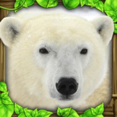 Activities of Polar Bear Simulator