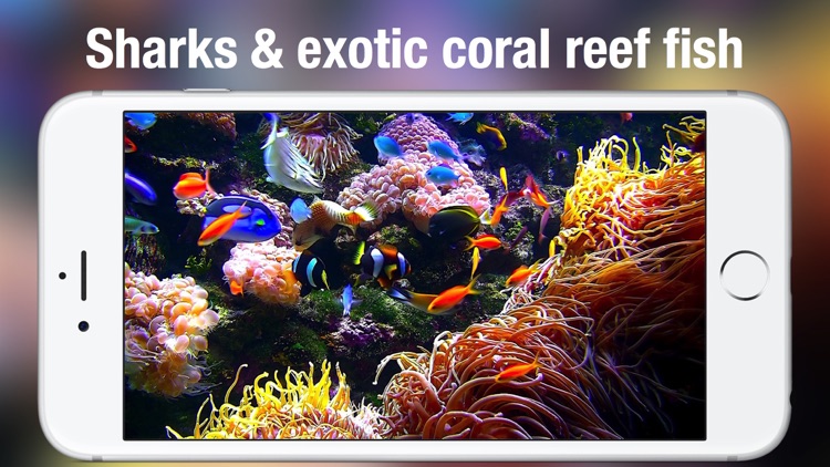 Aquarium Live HD + screenshot-3