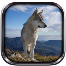 Activities of Wild Wolf Life Simulator