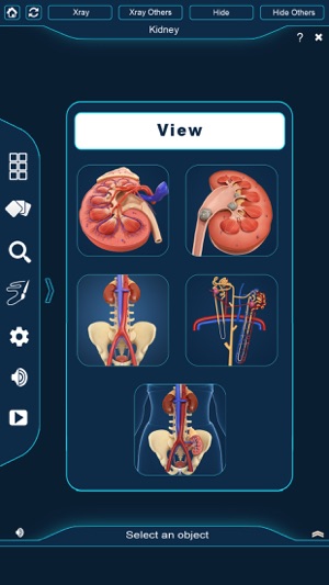 My Kidney Anatomy